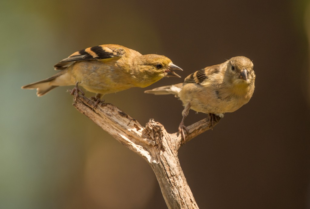 Goldfinch, American - agression 20150824-01