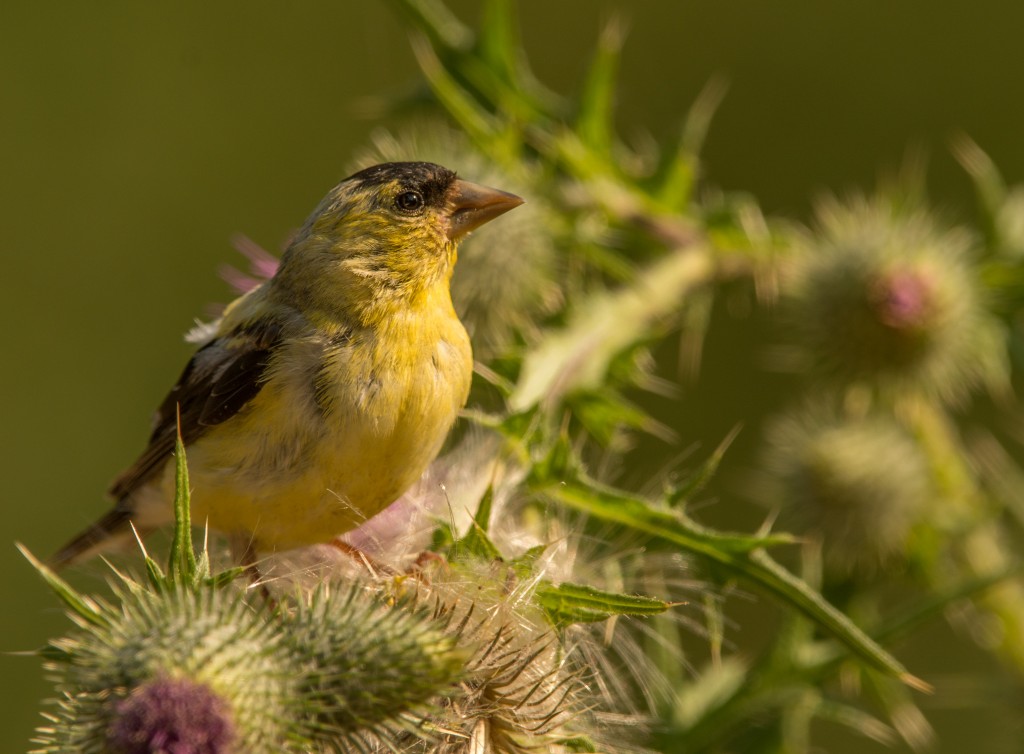 Goldfinches, American - on thistle 20150813-02