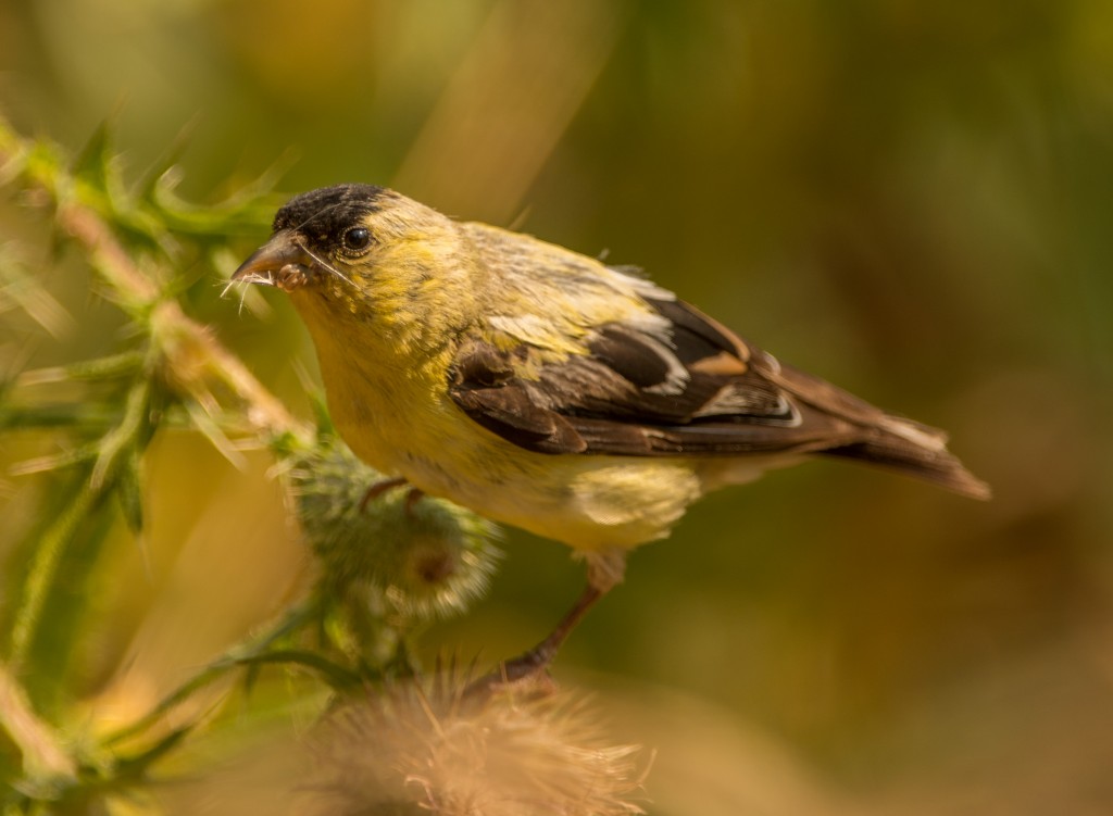 Goldfinches, American - on thistle 20150813-24