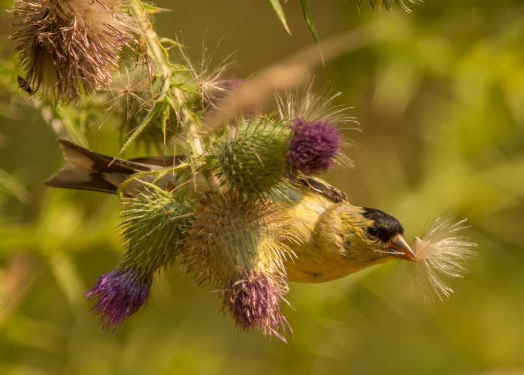 Goldfinches, American - on thistle 20150813-28