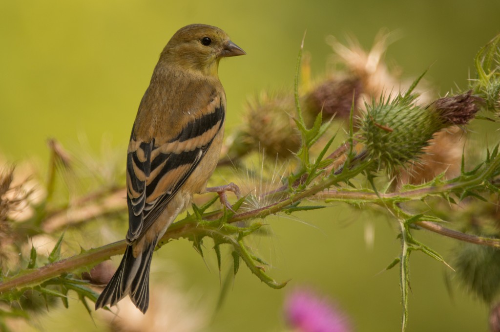 Goldfinches, American - on thistles 20150817-02