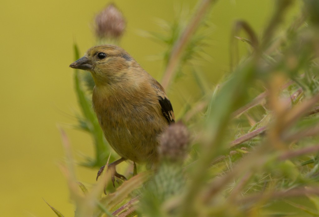 Goldfinches, American - on thistles 20150817-28