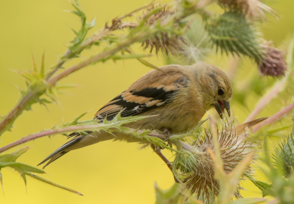 Goldfinches, American - on thistles 20150817-32