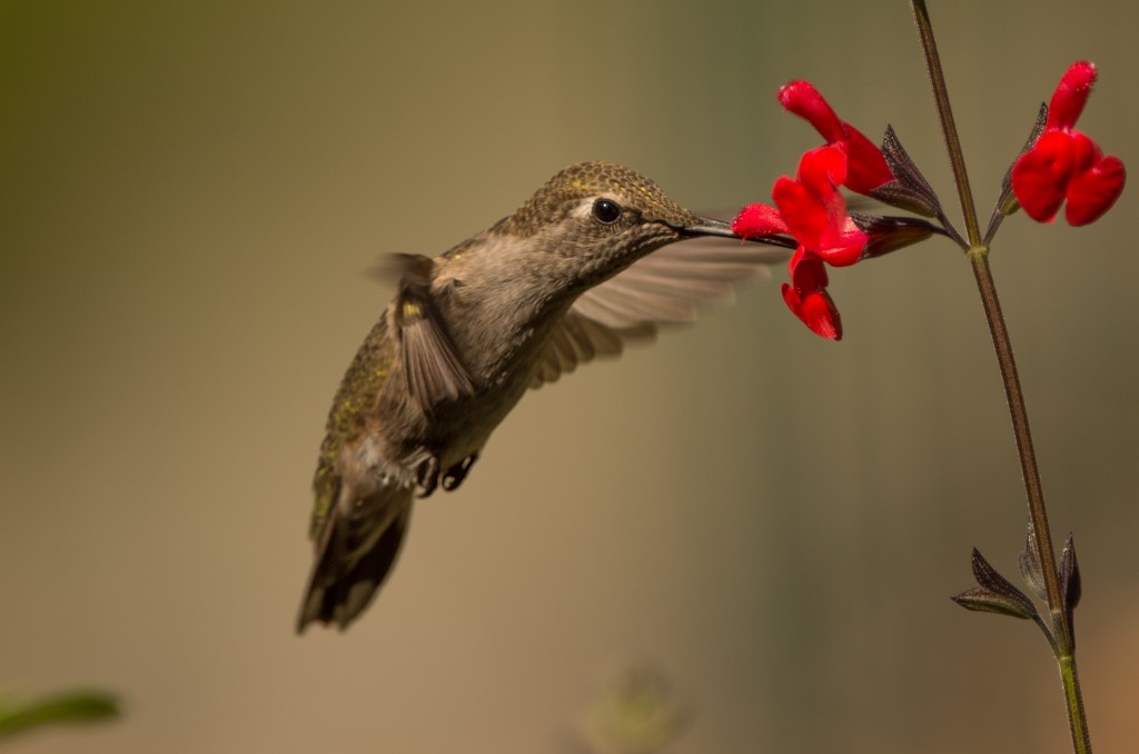 Hummingbird, Anna's 20150629-01