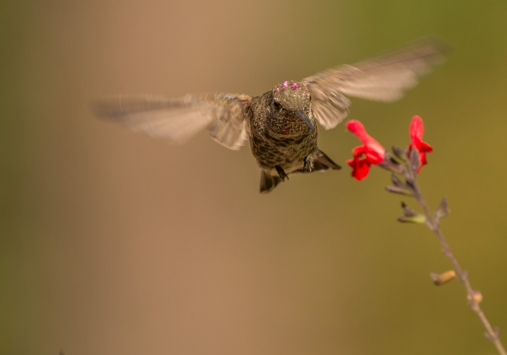 Hummingbird, Anna's 20150824-06