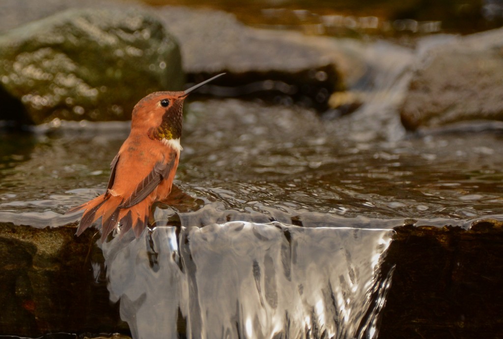 Hummingbird, Rufous 20150317-03