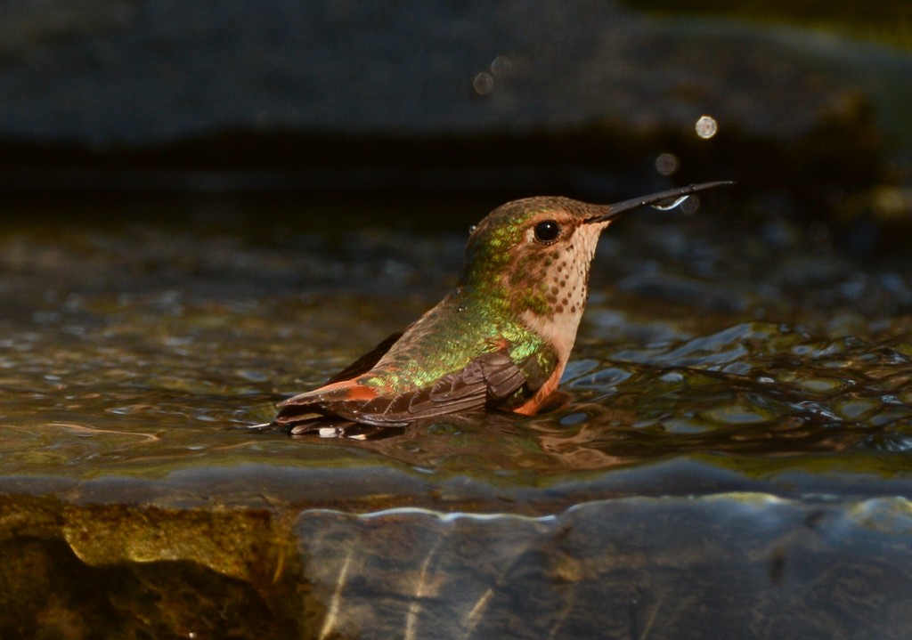 Hummingbird, Rufous 20150416-01