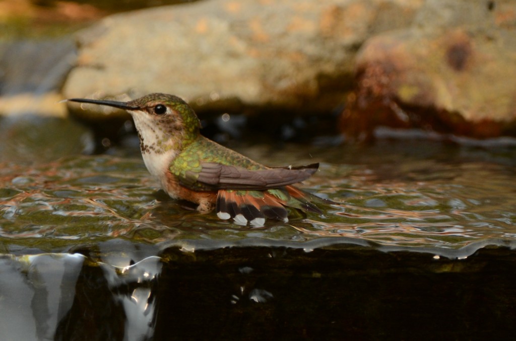 Hummingbird, Rufous 20150417-04