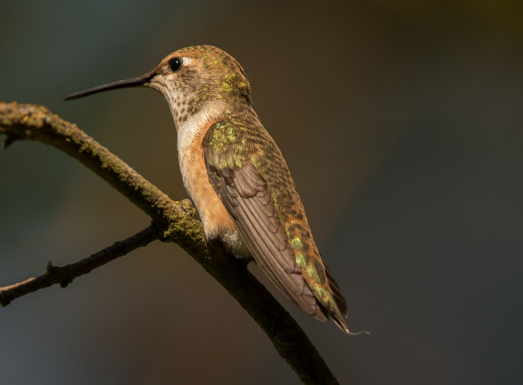 Hummingbird, Rufous 20150604-01