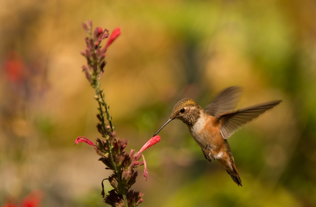 Hummingbird, Rufous 20150802-01