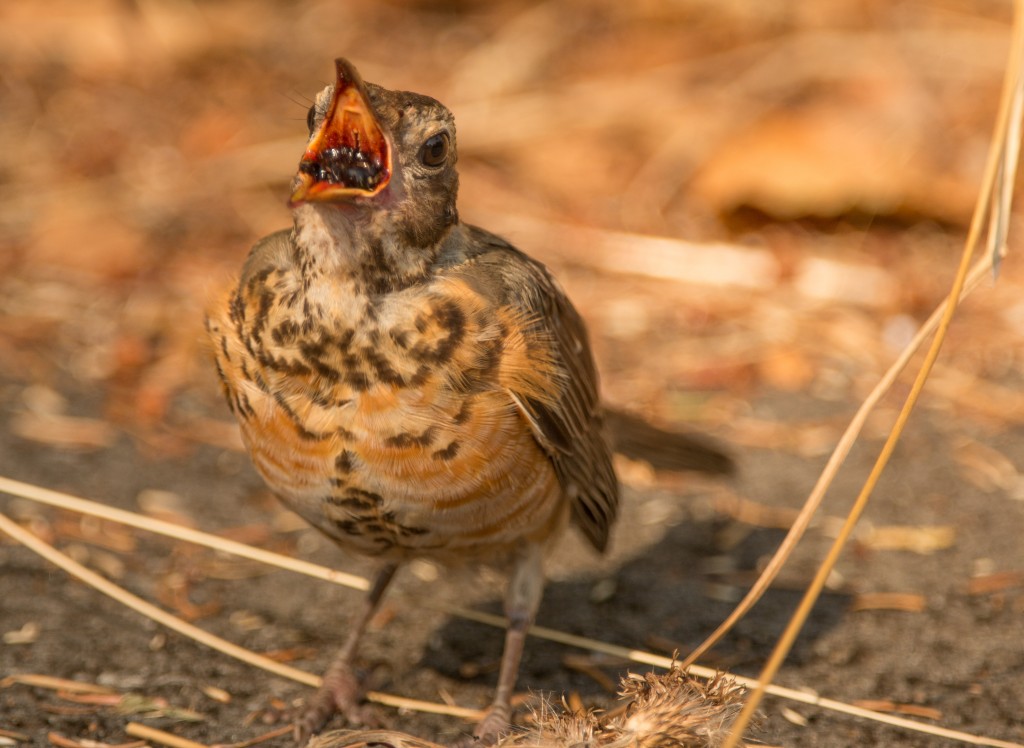 Robin, American - with blackberry 20150813-02