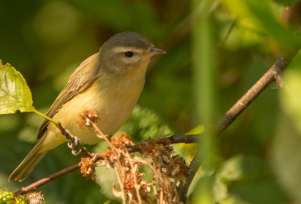 Tanager, Western 20150813-06