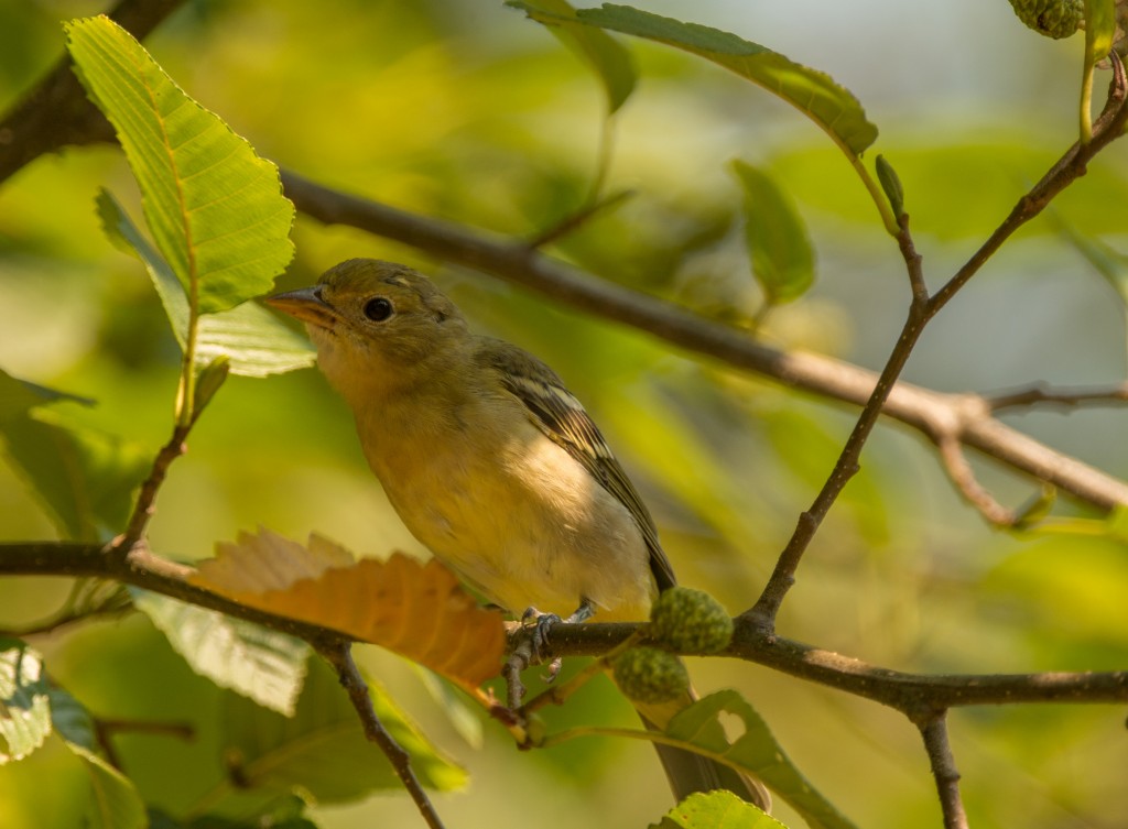 Tanager, Western 20150813-12