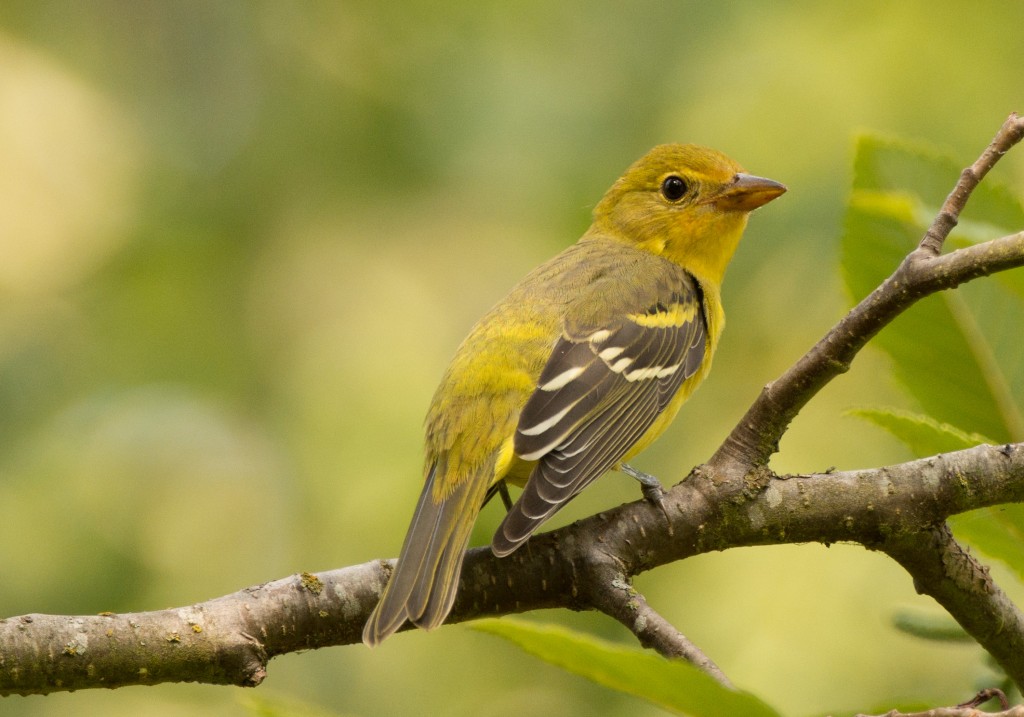 Tanager, Western 20150817-09