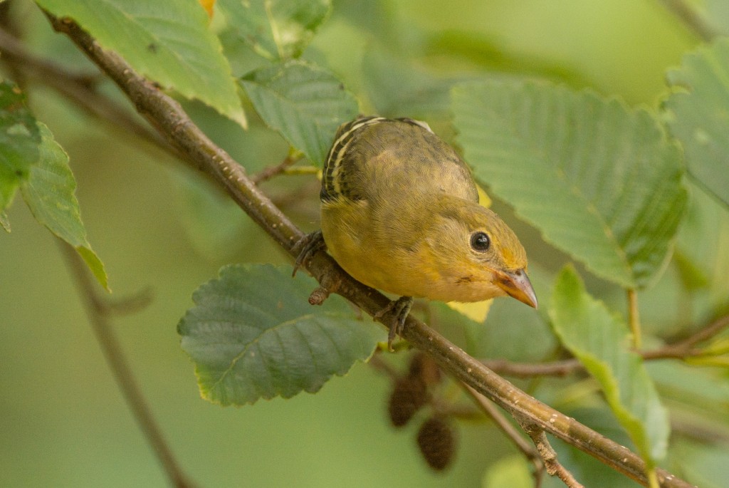 Tanager, Western 20150817-12