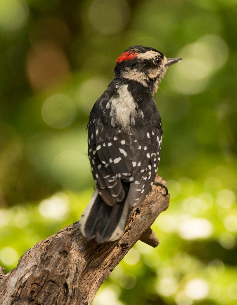 Woodpecker, Downy 20150802-02