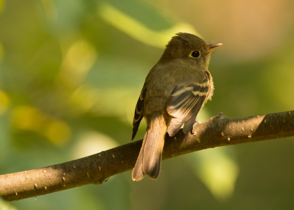 flycatcher 20150813-05