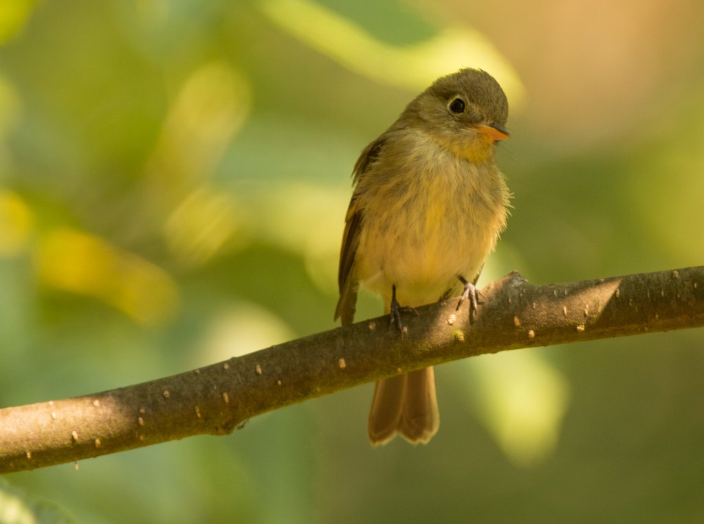 flycatcher 20150813-08