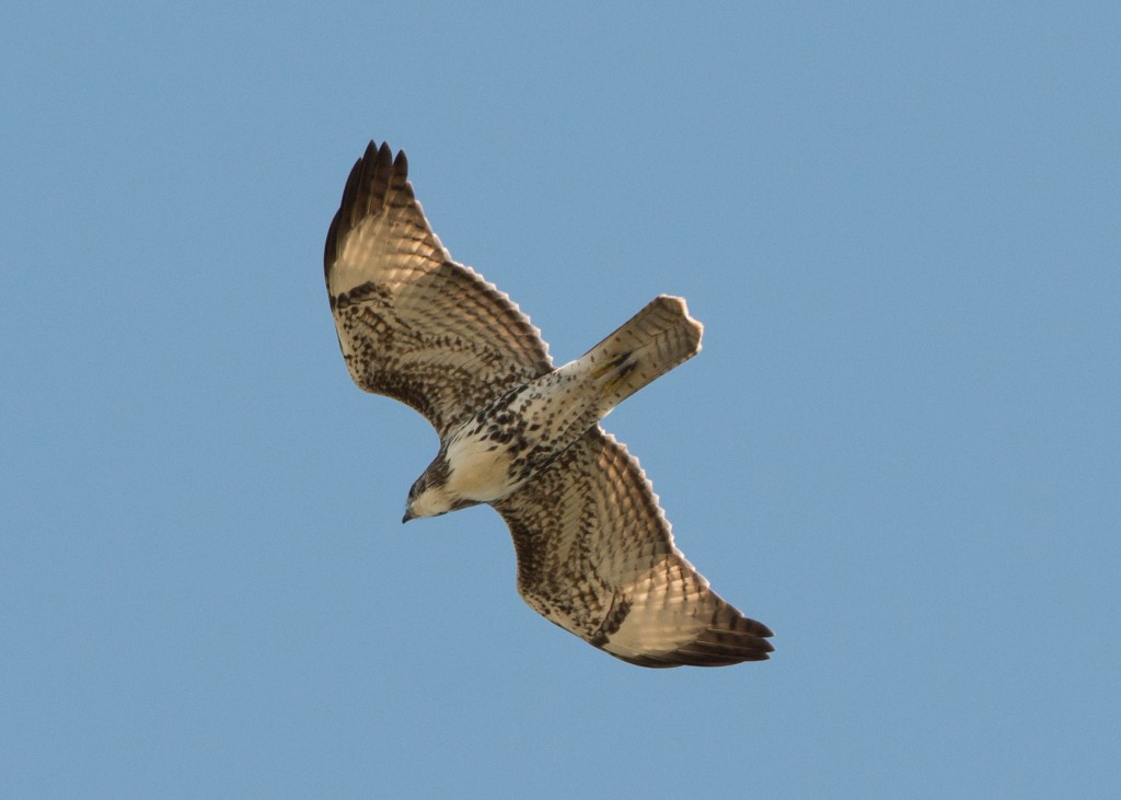 Falcon, Peregrine 20150912-01