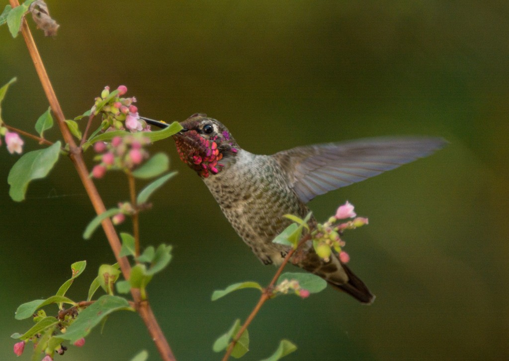Hummingbird, Anna's 20150912-01