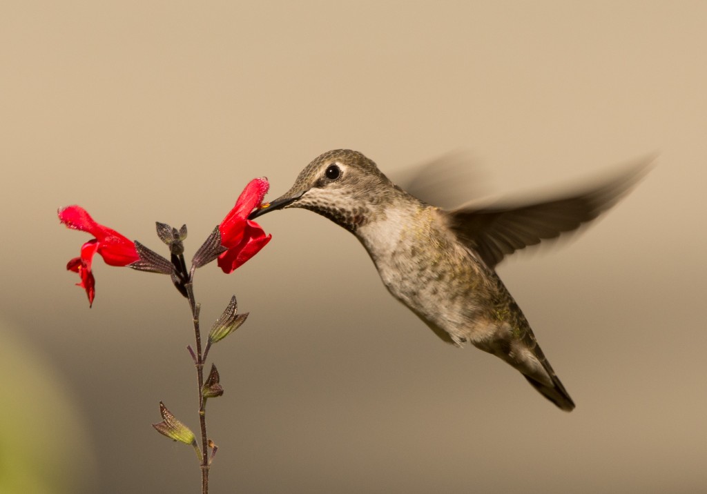 Hummingbird, Anna's 20150912-03