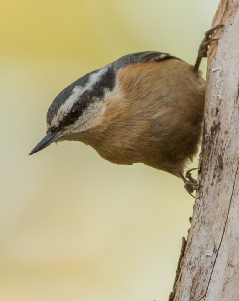 Nuthatch, Red-breasted 20150912-05