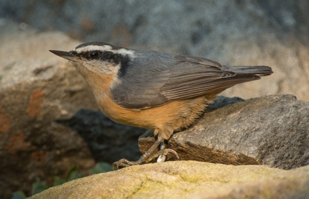 Nuthatch, Red-breasted 20150912-13