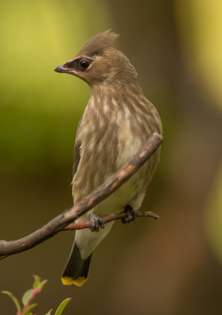 Waxwing, Cedar 20150916-03