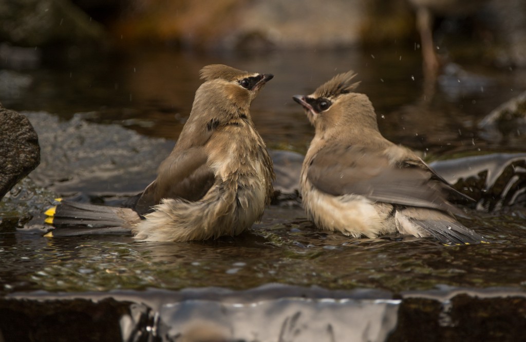 Waxwing, Cedar 20150916-05