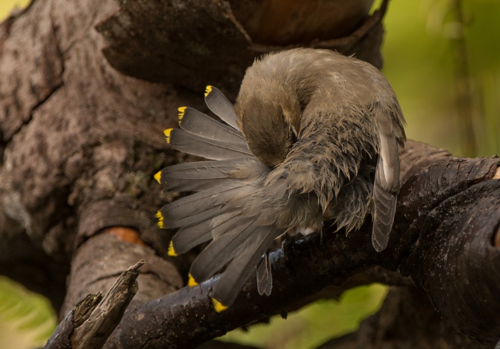 Waxwing, Cedar 20150916-08