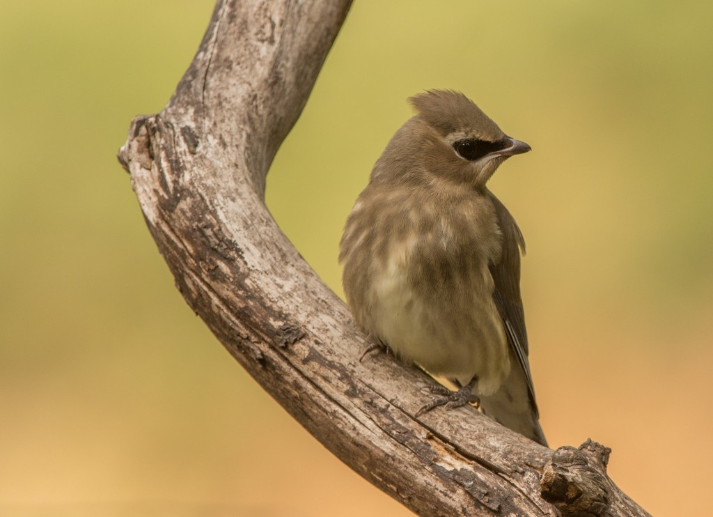 Waxwing, Cedar 20150916-09