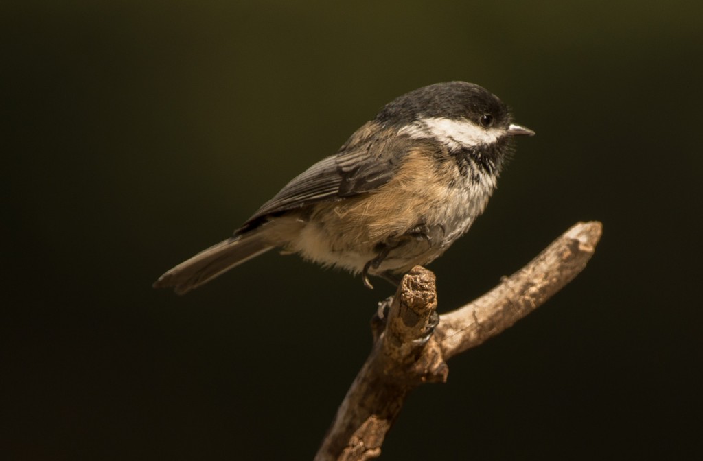 Chickadee, Black-capped 20150927-04