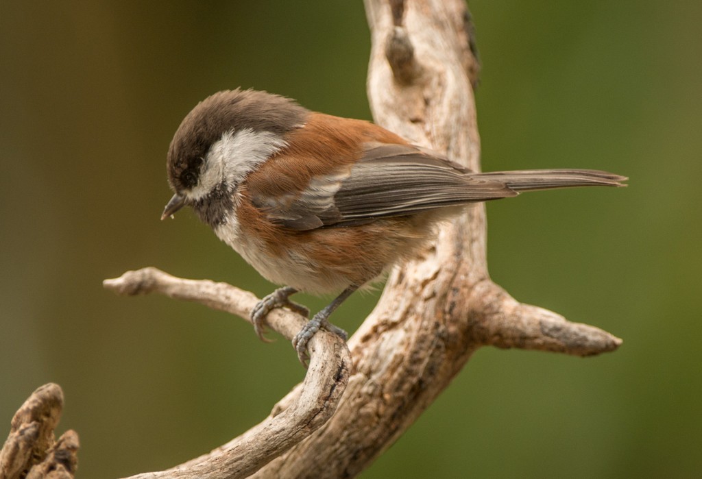 Chickadee, Chestnut-backed 20150926-01