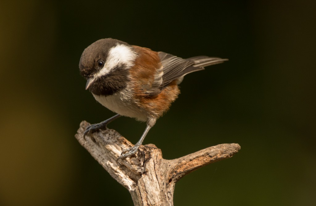 Chickadee, Chestnut-backed 20150926-05