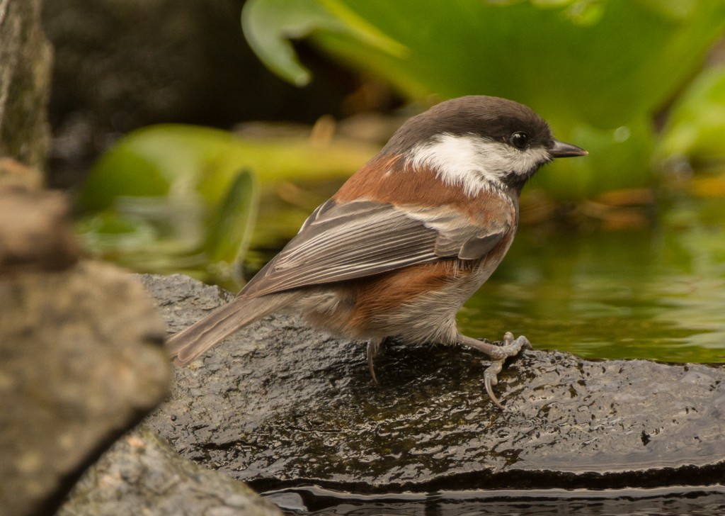 Chickadee, Chestnut-sided 20151011-01