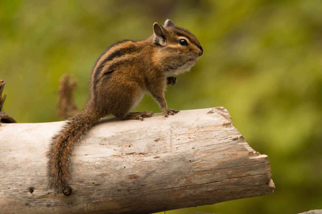 Chipmunk, Townsend's 20151011-09