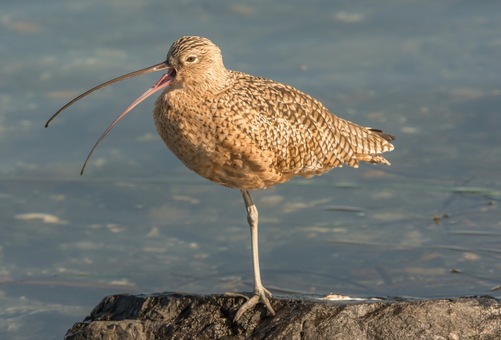 Curlew, Long-billed 20151022-07