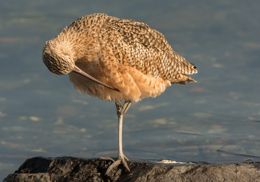 Curlew, Long-billed 20151022-15