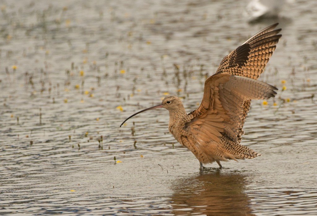 Curlew, Long-billed 20151031-06
