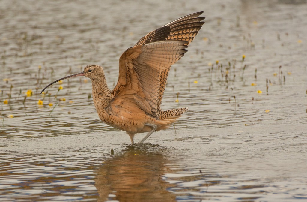 Curlew, Long-billed 20151031-15