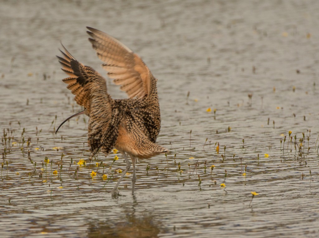 Curlew, Long-billed 20151031-19