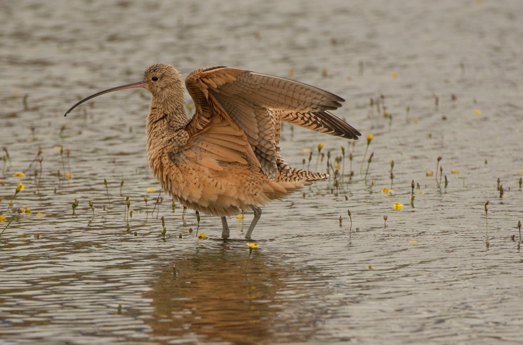 Curlew, Long-billed 20151031-22