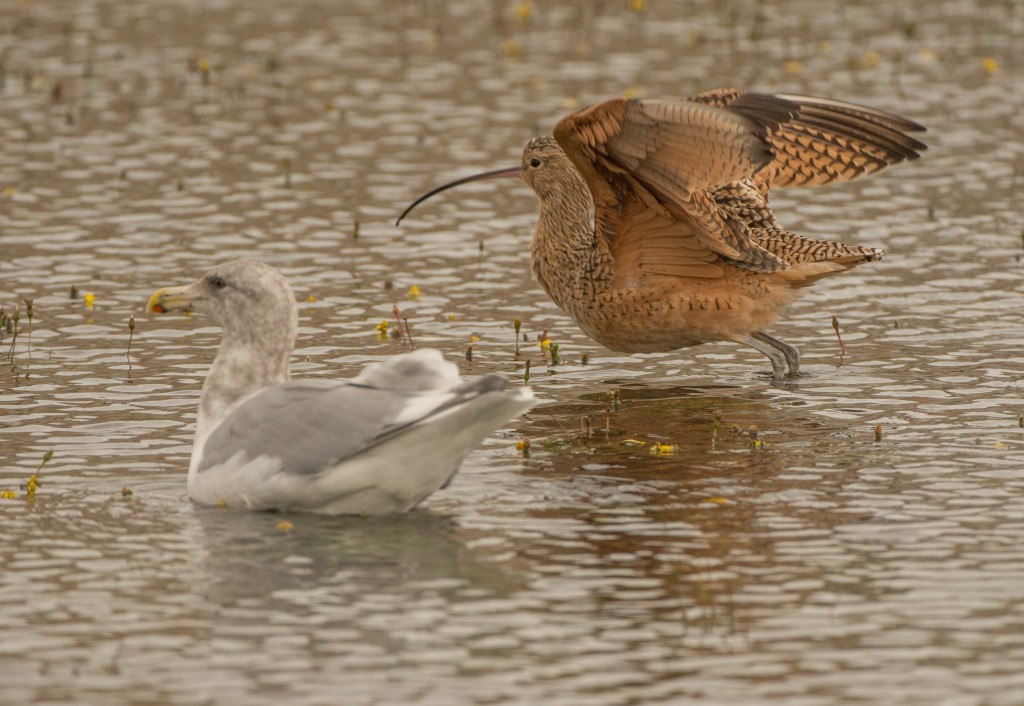 Curlew, Long-billed 20151031-30