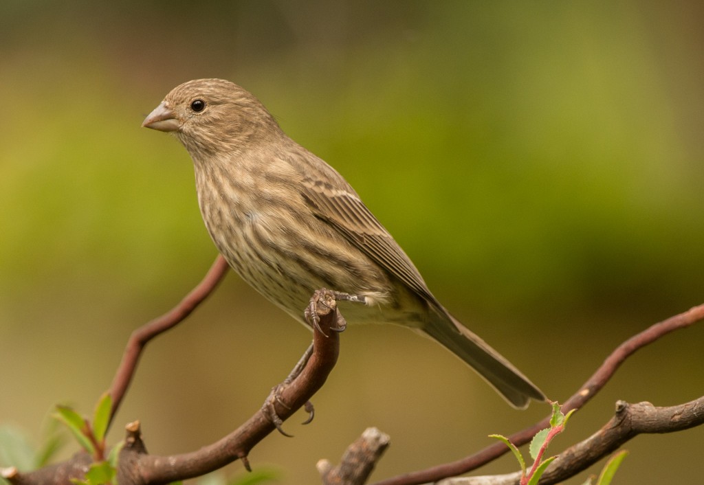 Finch, House 20151011-04