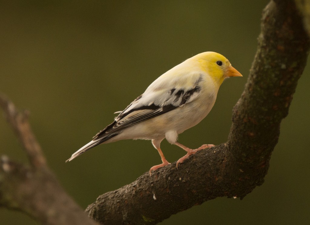 Goldfinch, American - leucistic 20151019-05