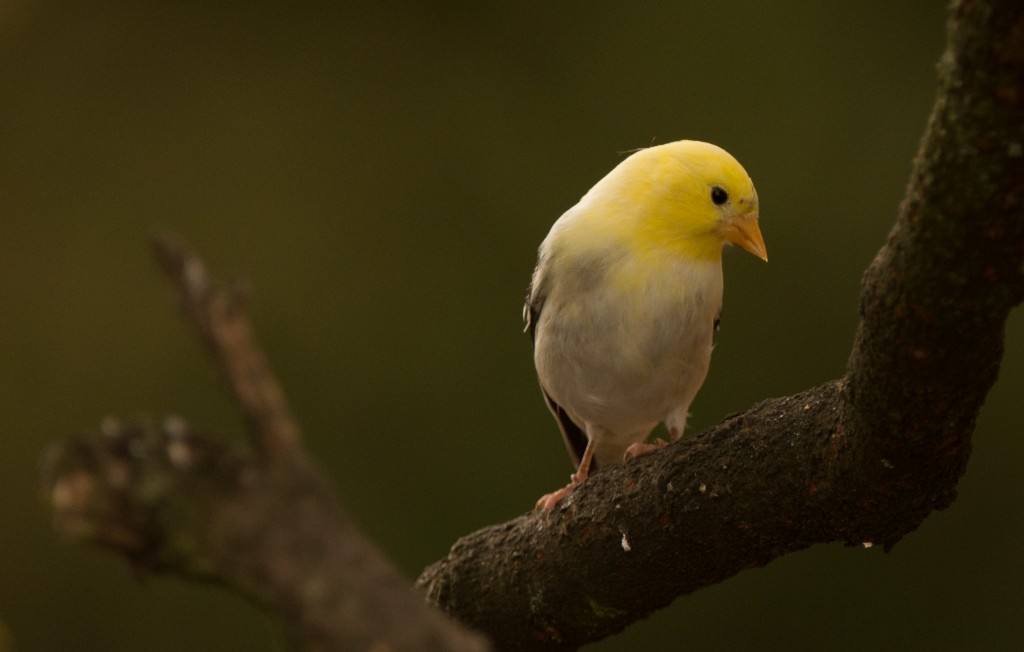Goldfinch, American - leucistic 20151019-06