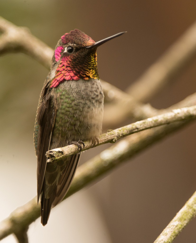 Hummingbird, Anna's 20150926-07