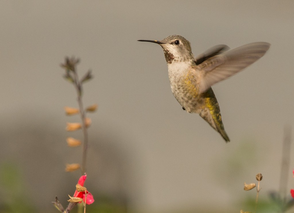 Hummingbird, Anna's 20151009-03
