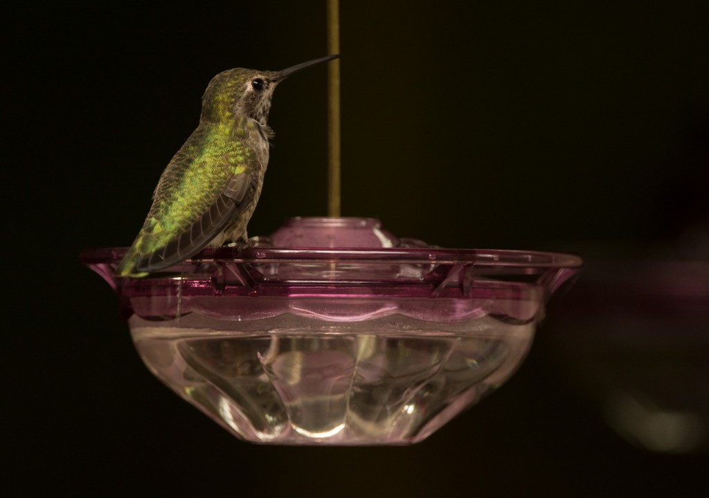 Hummingbird, Anna's 20151011-09