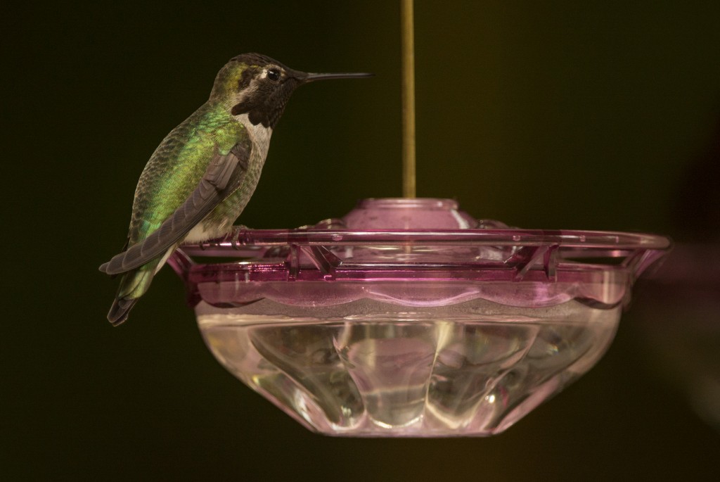 Hummingbird, Anna's 20151011-10